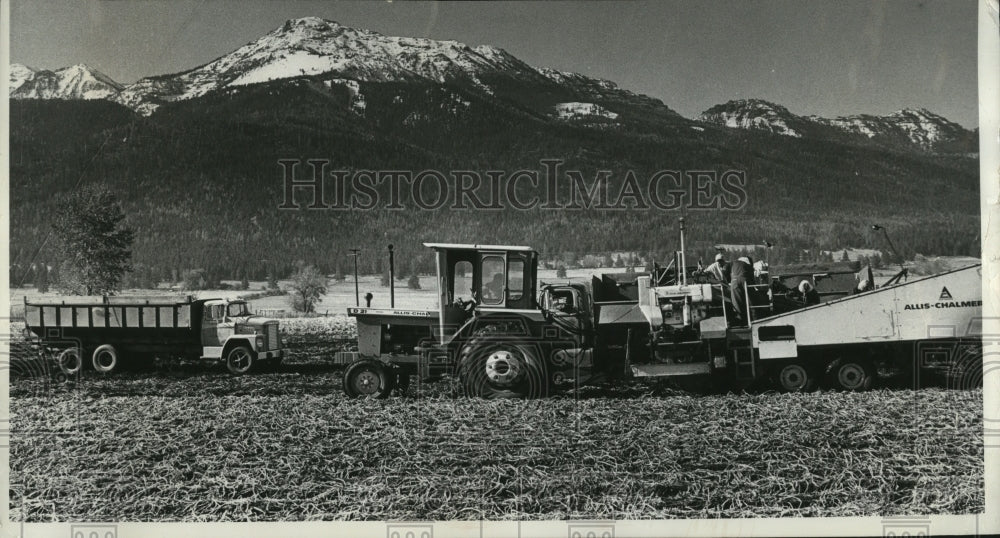 1971 Press Photo Potato harvest in Wallowa Mountain - oro07765- Historic Images