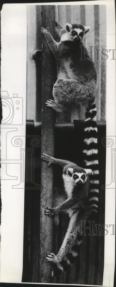 1978 Press Photo Oregon Regional Primate Center - oro15120 - Historic Images