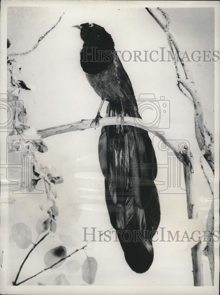 1953 Press Photo Magpie in a mountain forest in New Whitney - pia04449 - Historic Images