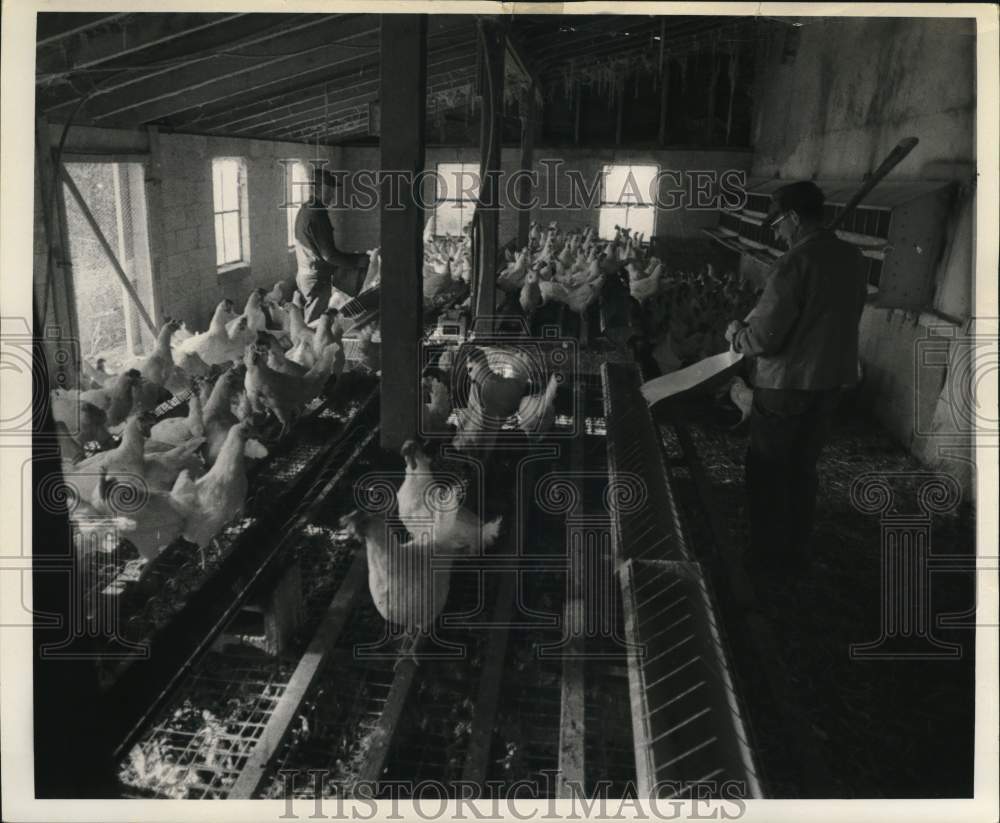 1969 Press Photo Men taking care of chickens in a poultry farm - pia05218 - Historic Images