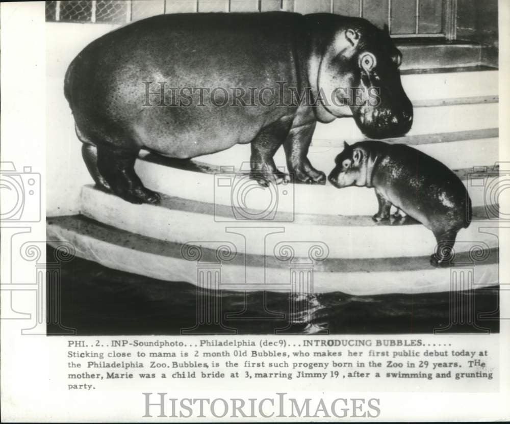 1954 Press Photo Hippopotamus mom &quot;Marie&quot; &amp; baby &quot;Bubbles&quot; at Philadelphia Zoo - Historic Images