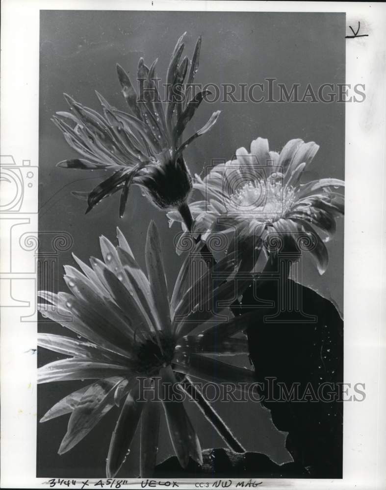 1977 Press Photo Daisies - pia09959 - Historic Images