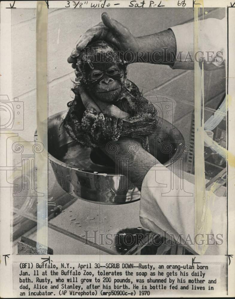 1970 Press Photo Baby orangutan given bath at zoo in Buffalo, New York- Historic Images