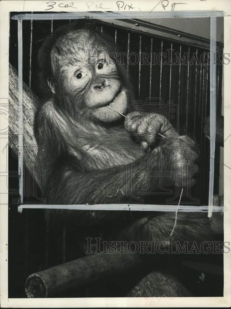 1957 Press Photo Butch the orangutan in cage at Washington Zoo - pio12205 - Historic Images