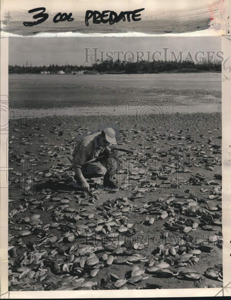 1954 Press Photo Lou Messner examines dead clams washed ashore at Aberdeen beach - Historic Images