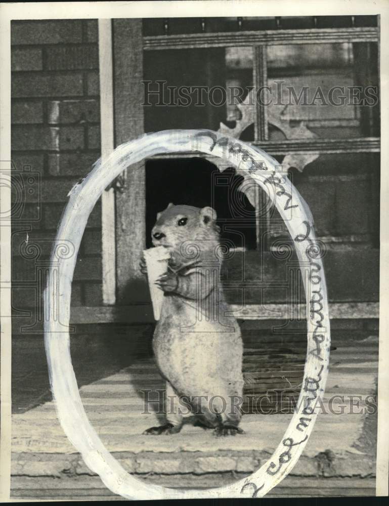 1947 Press Photo William Sambuco family's pet groundhog eats ice cream in Ohio- Historic Images