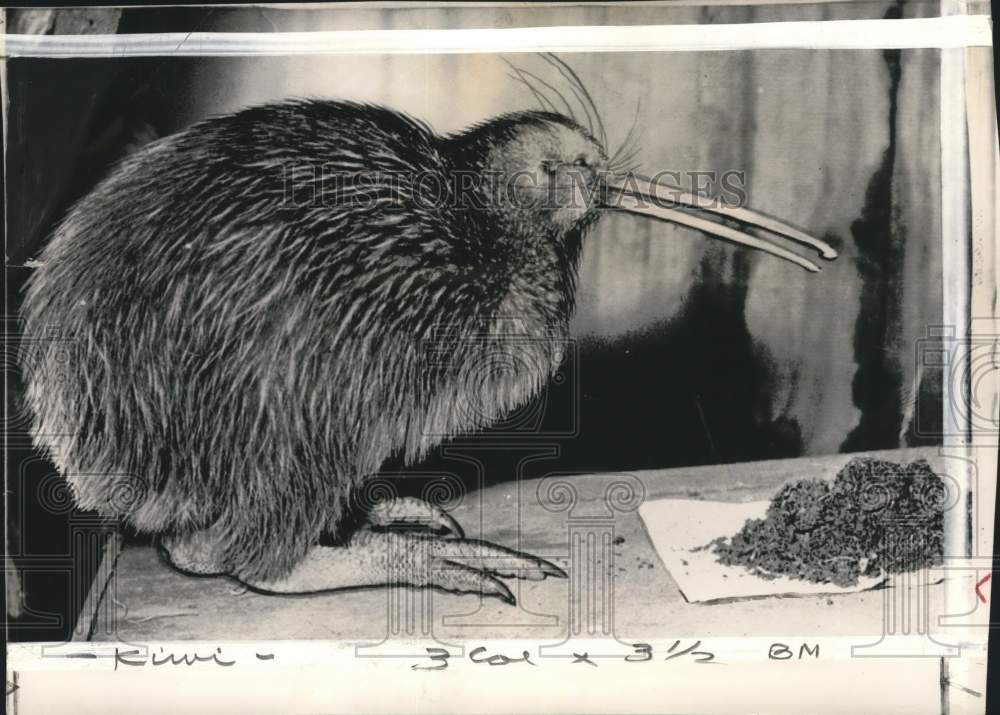 1953 Press Photo Kiwi bird &quot;Percy&quot; eating angle worms in San Francisco, CA- Historic Images