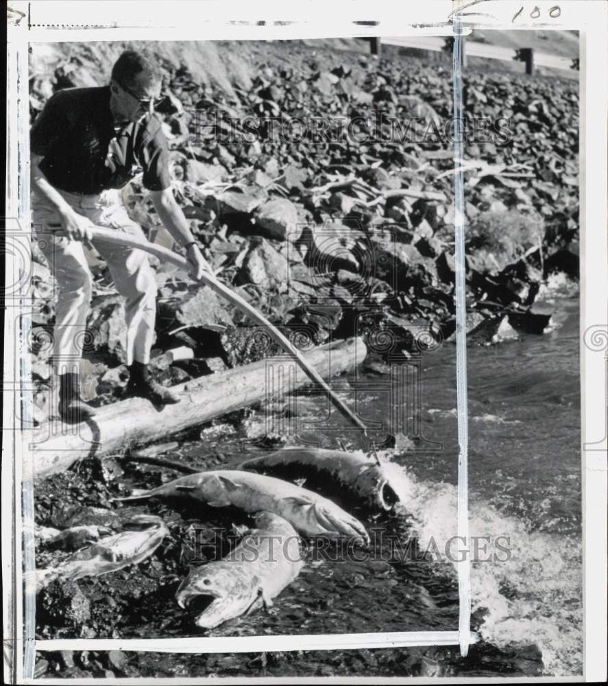 1968 Press Photo Biologist Larry Korn examine dead salmon on Columbia River, OR - Historic Images