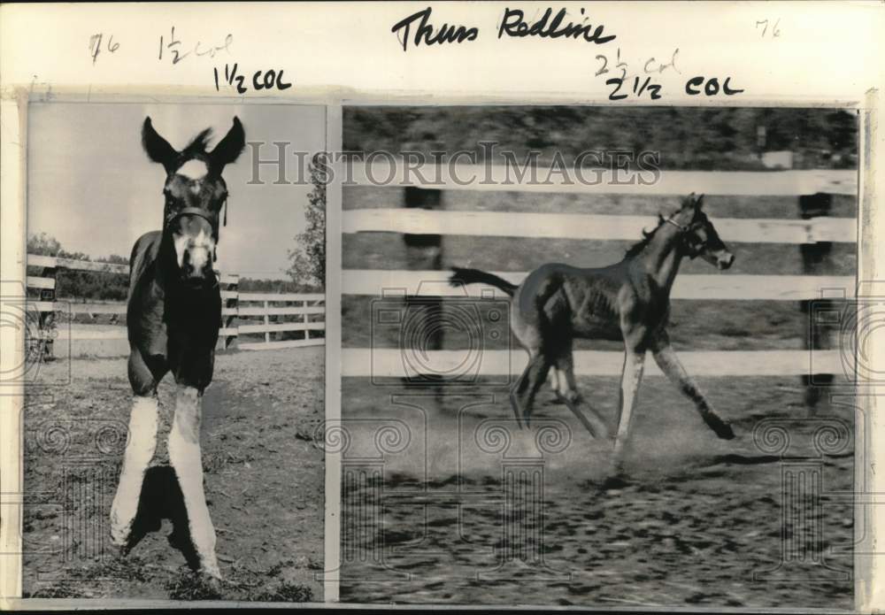 1964 7-week-old colt's forelegs swathed in casts, Smiths Creek, MI-Historic Images