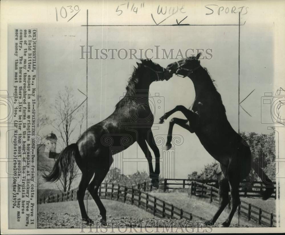 1970 Press Photo Horses &quot;Prove It&quot; &amp; &quot;Bold Bitter&quot;, Hickory Tree Farm, Virginia - Historic Images