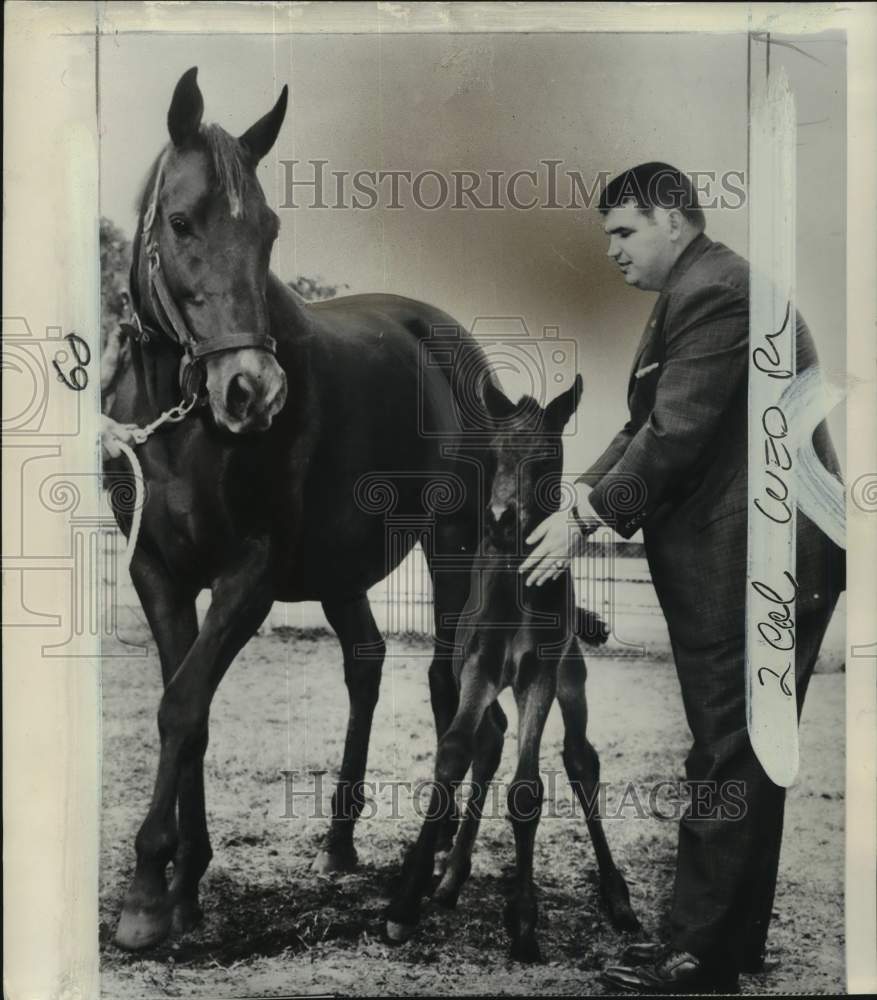 1964 Press Photo Owner John S. Bolan, horse Steffane &amp; foal - pis07927 - Historic Images