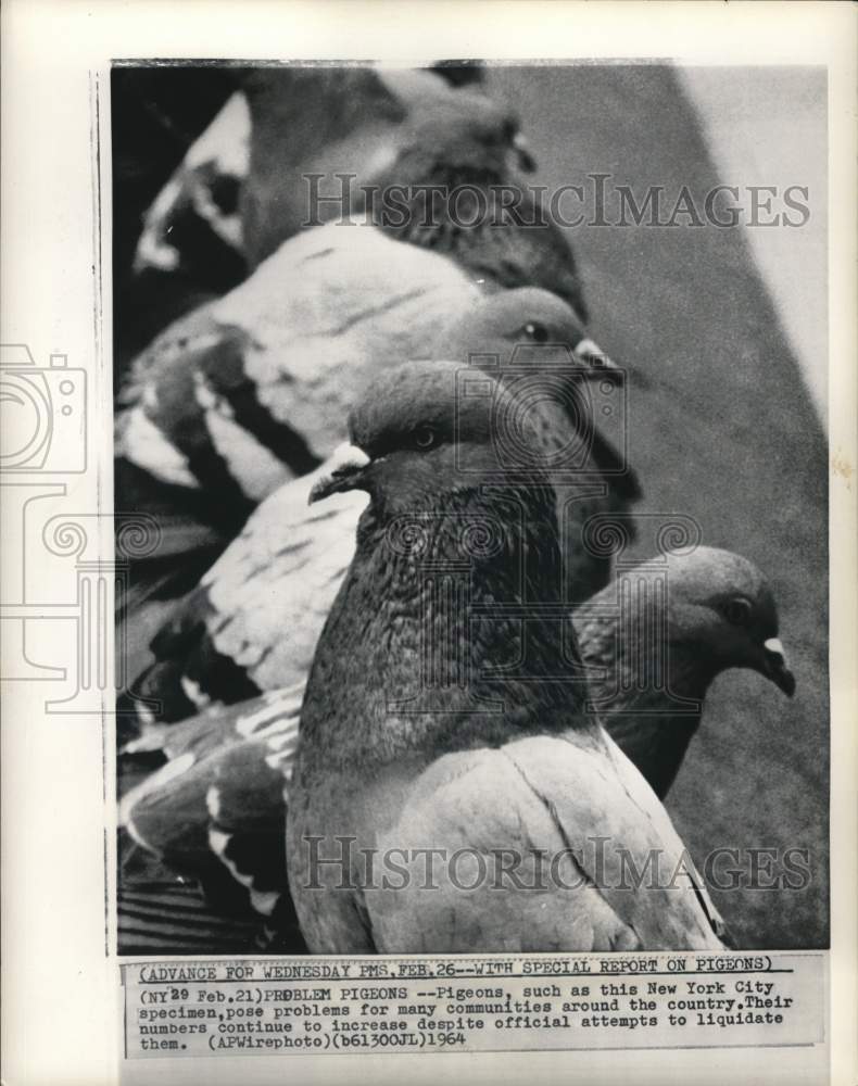 1964 Press Photo Pigeons in New York - piw15949 - Historic Images