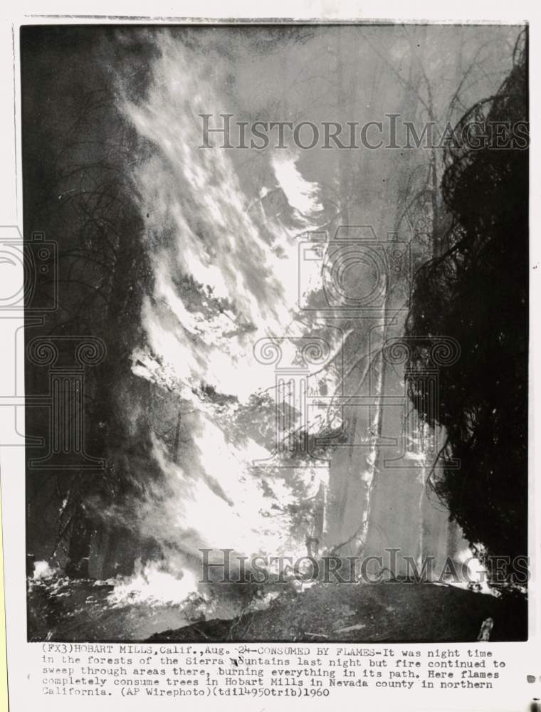 1960 Press Photo Burning trees during a forest fire in Hobart Mills, California - Historic Images