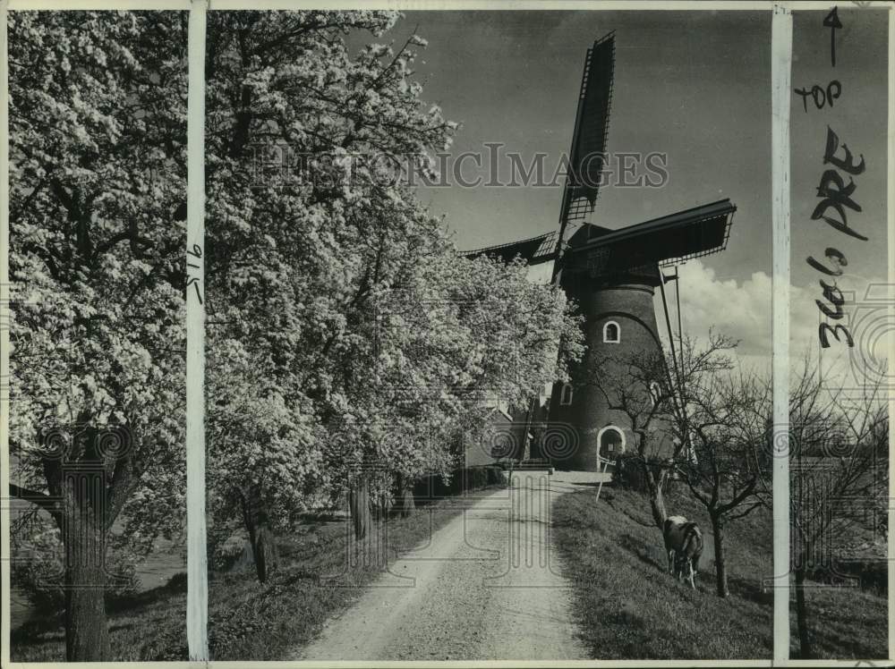 1962 View of a windmill & trees in Betuwe area of Holland-Historic Images