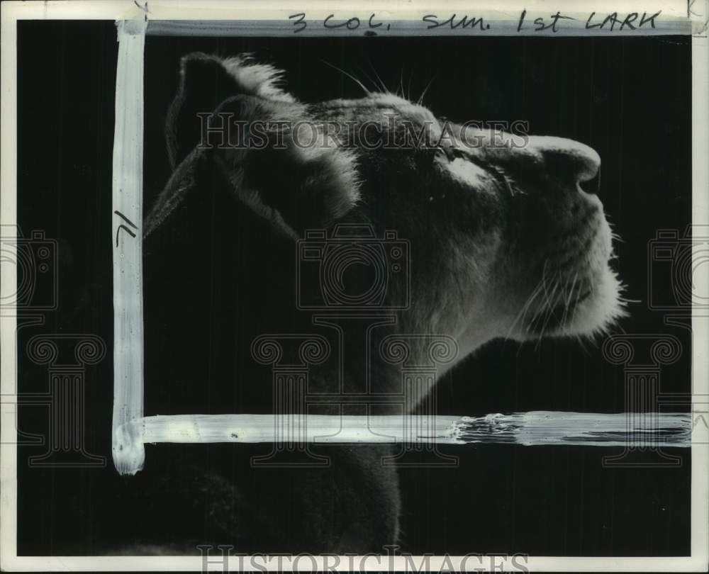 1963 Hungry Lioness Waits To Be Fed-Historic Images