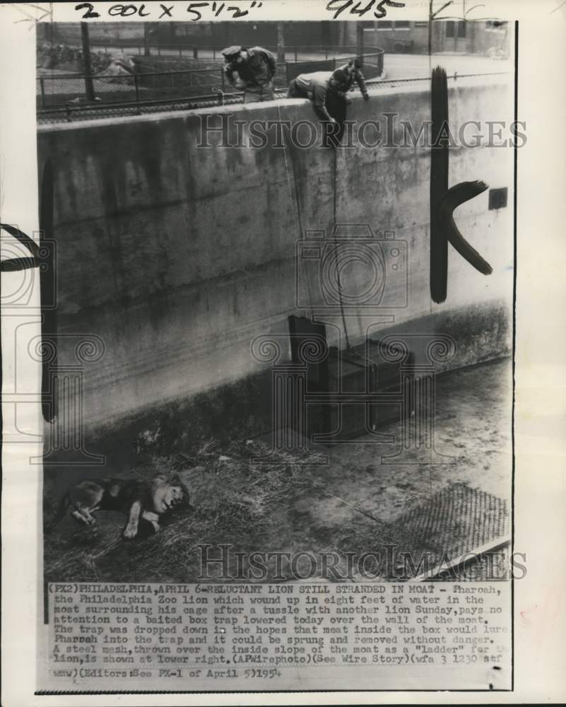1954 People baiting a lion from a moat in Philadelphia Zoo, PA-Historic Images