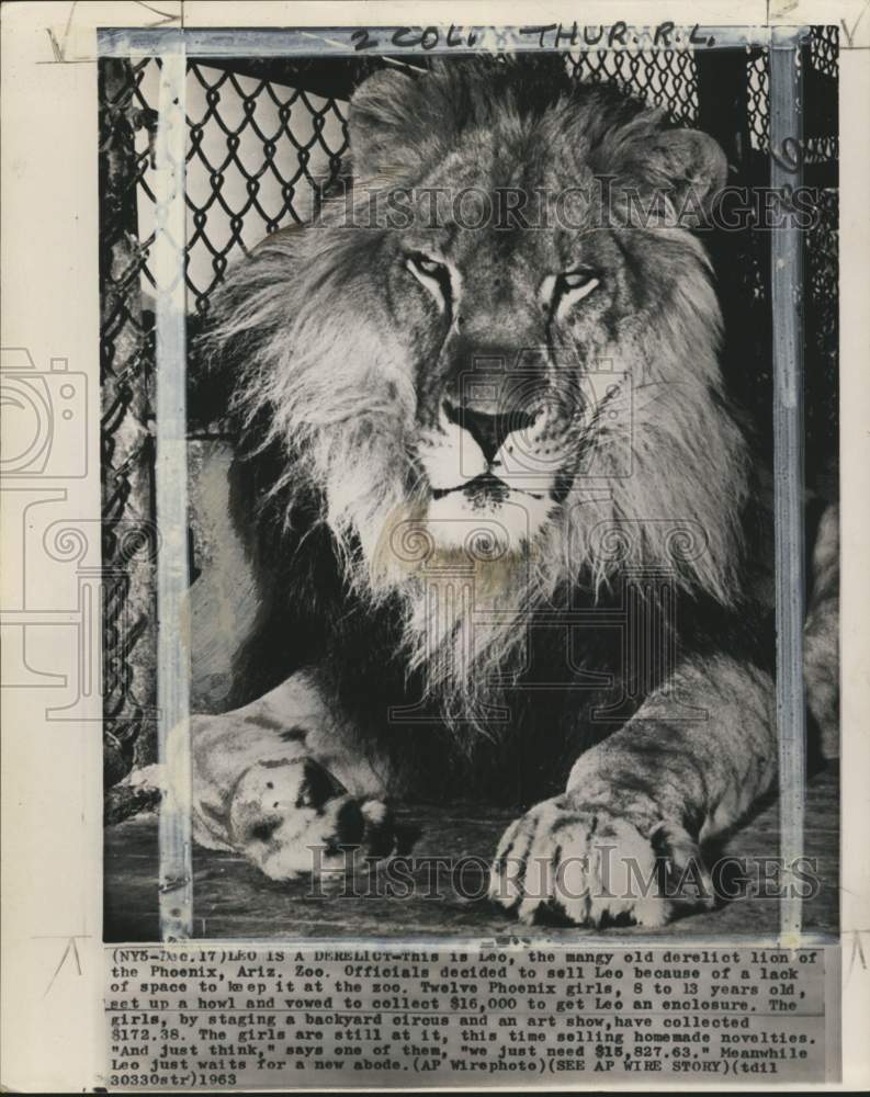 1963 A mangy old lion named &quot;Leo&quot; in Phoenix, Arizona Zoo-Historic Images