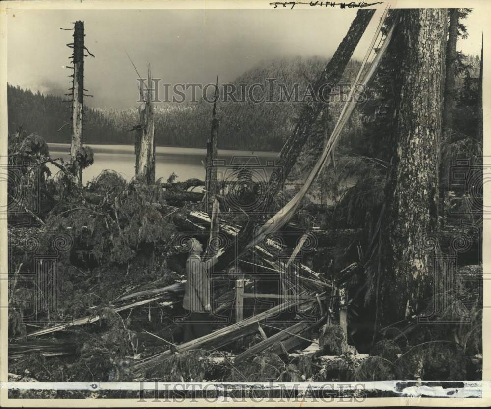 1963 Forest Service official surveys twisted bark and timber, WA-Historic Images