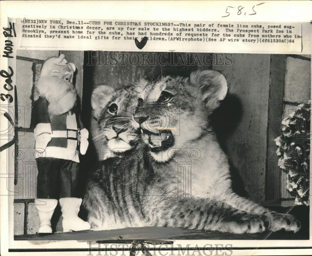 1964 Female lion cubs are up for sale to highest bidders, Brooklyn-Historic Images