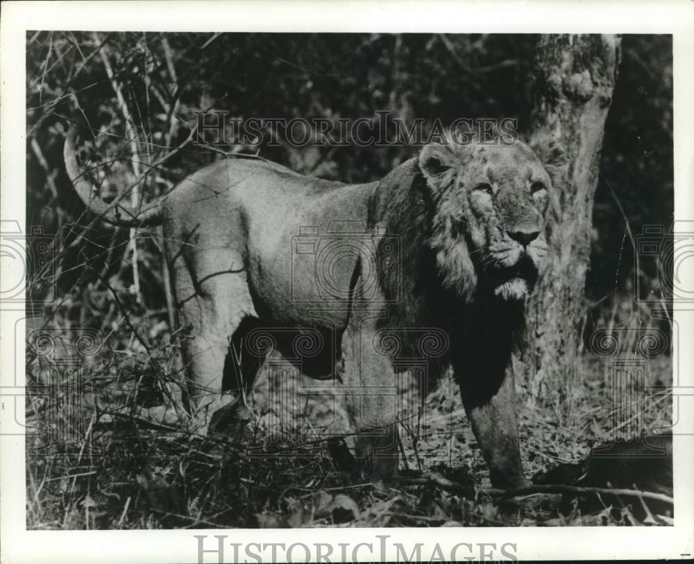 1973 Press Photo An Asian lion in the woods - pix23651- Historic Images