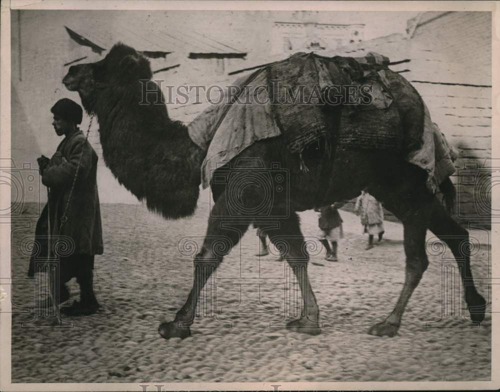 1919 Press Photo Fur Merchant and Camel in Azerbaijou - pix26207 - Historic Images