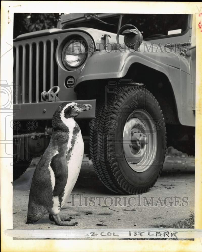 1955 Press Photo Penguin &quot;Billy&quot; stands by car at Toledo O. Zoo - pix34352- Historic Images