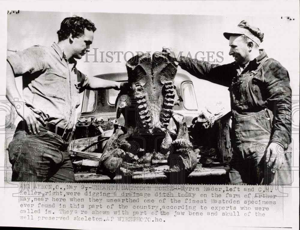 1953 Press Photo Myron Rader &amp; C.H. Keller with mastodon skeleton in Akron, Ohio - Historic Images