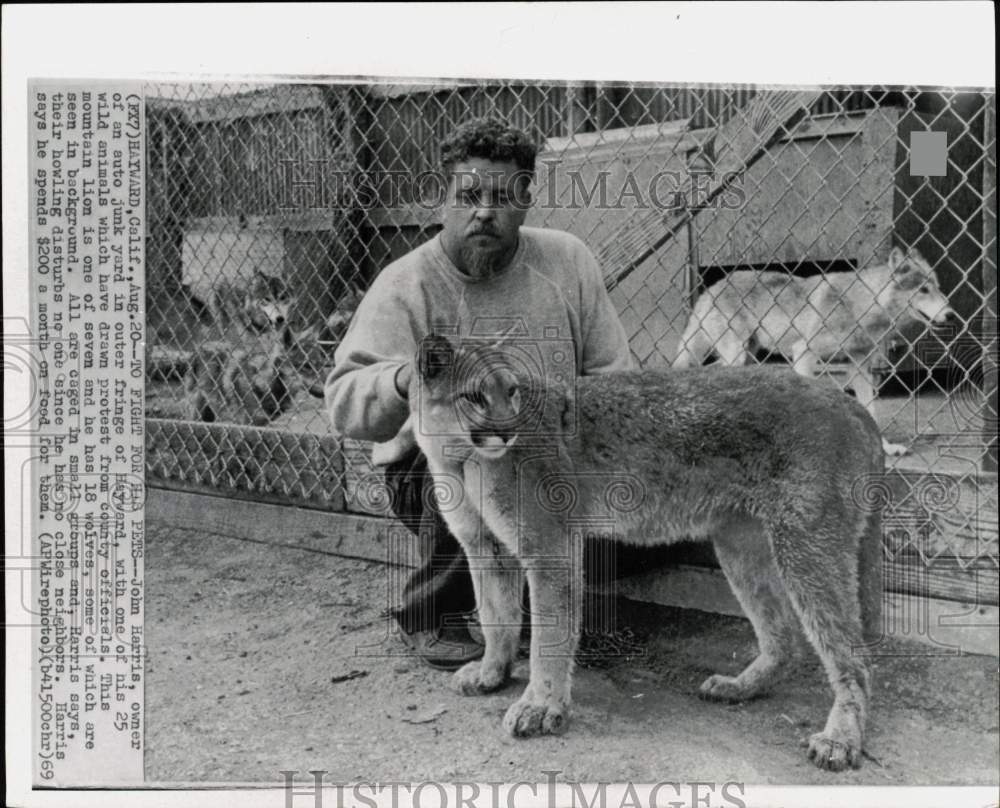 1969 Press Photo John Harris poses with a cougar at his junk yard in Hayward - Historic Images