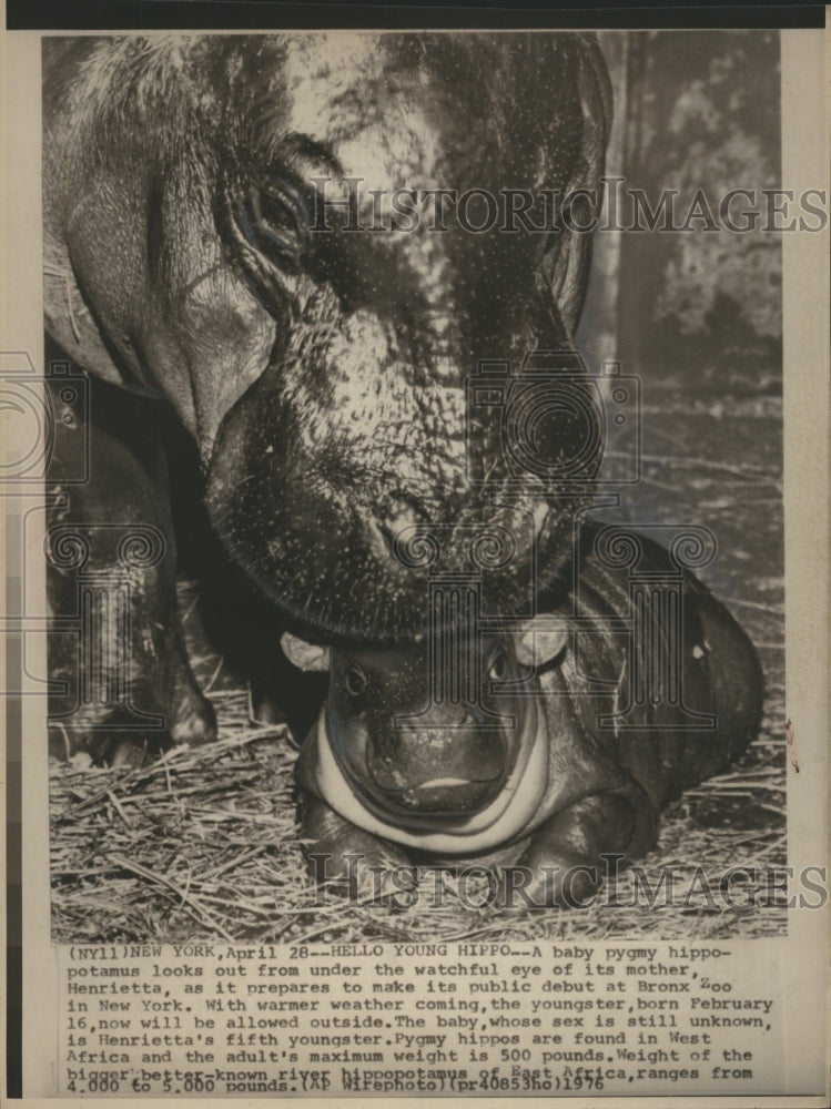 1976 Baby Pigmy Hippopotamus Bronx Zoo  - Historic Images