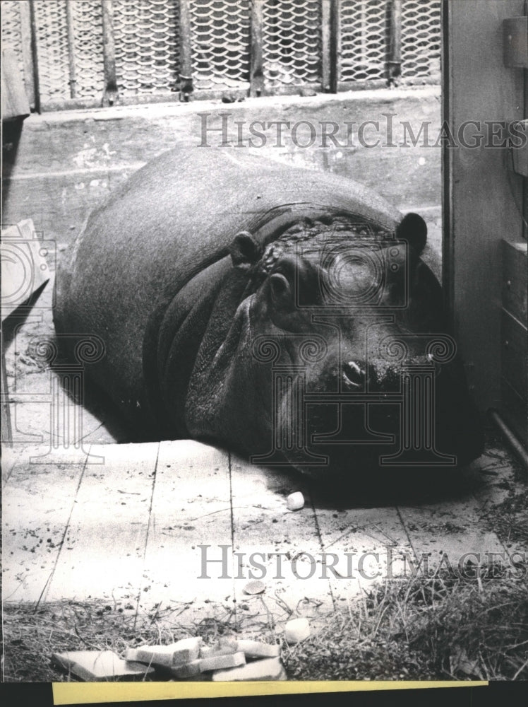 1966 Miss Jiffy Hippopatamus - Historic Images