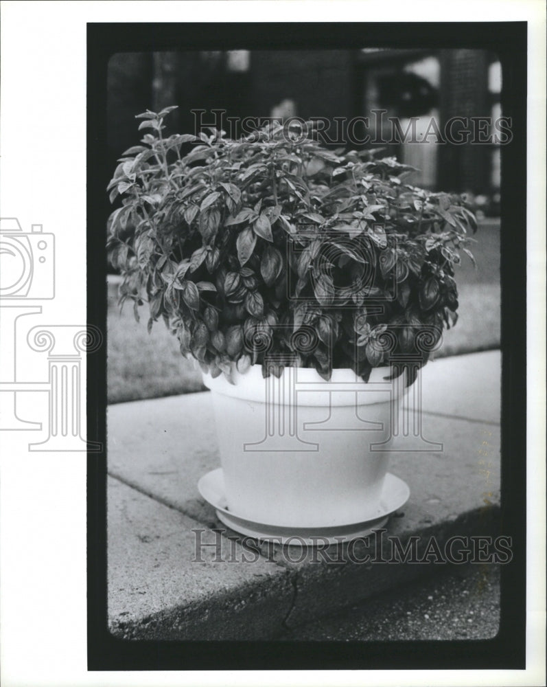 1991 Press Photo Herb Plant Pot of Basil - Historic Images