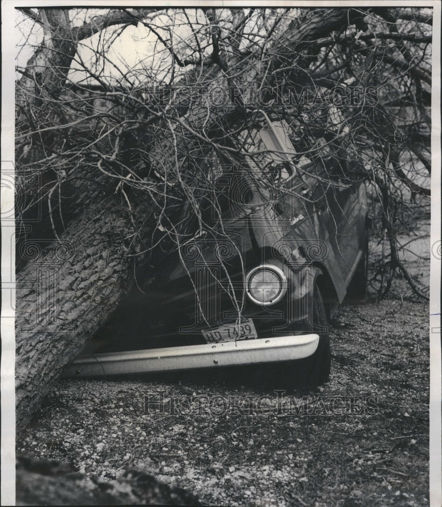 1976 Skokie Illinois Tornado Tree Van Crush - Historic Images