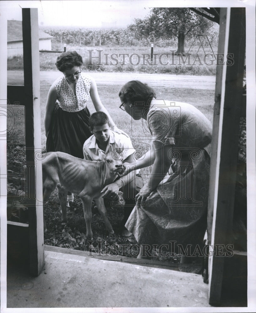 1956 Familly petting a cow - Historic Images