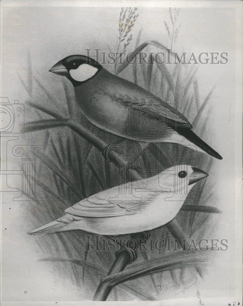 1994 Java Sparrow painting - Historic Images