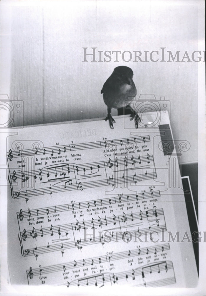 1965 Sara Sparrows on top of musical scales - Historic Images