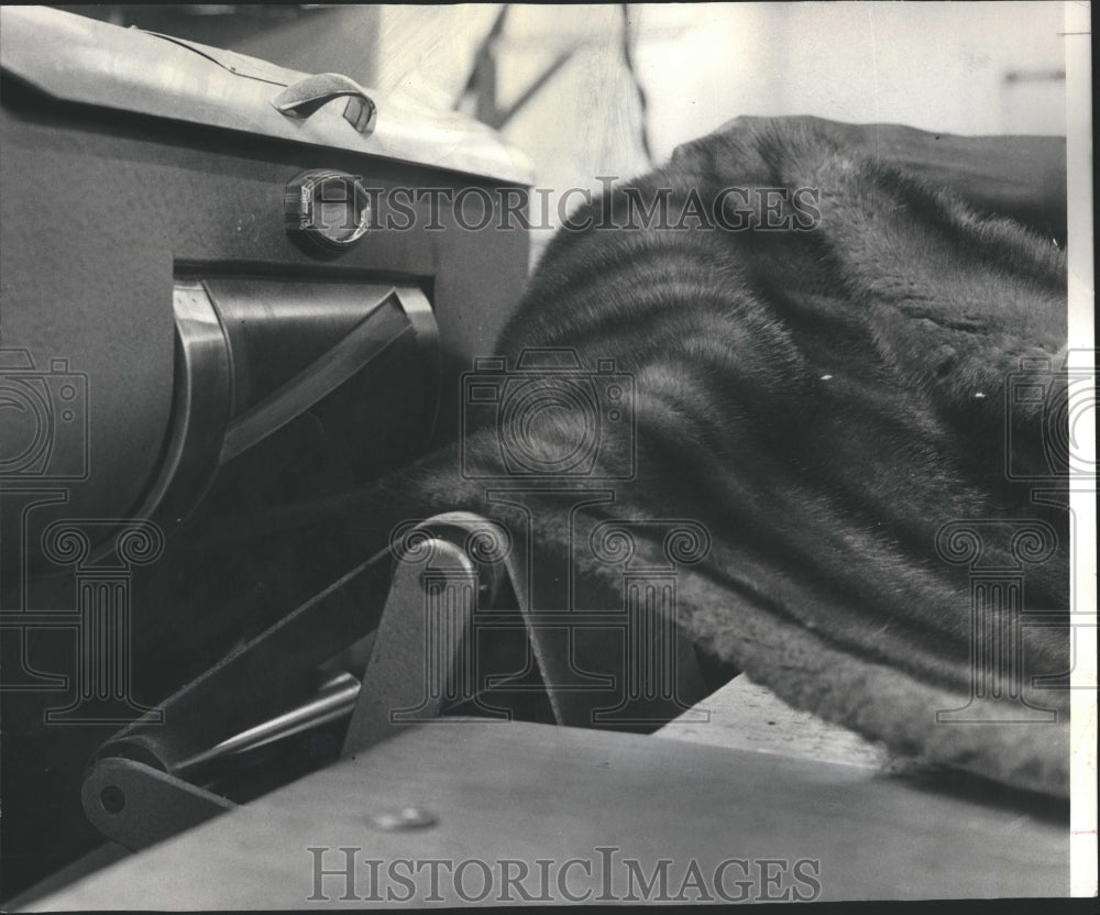 1966 Jackets Coats Minks Michigan - Historic Images