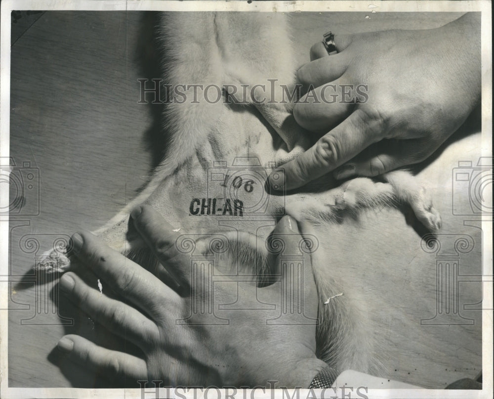 1957 Press Photo Fur marking Adolph Richman Inc. - Historic Images