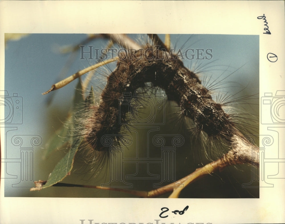 1994 Gypsy moth Woods Lymantriidae - Historic Images