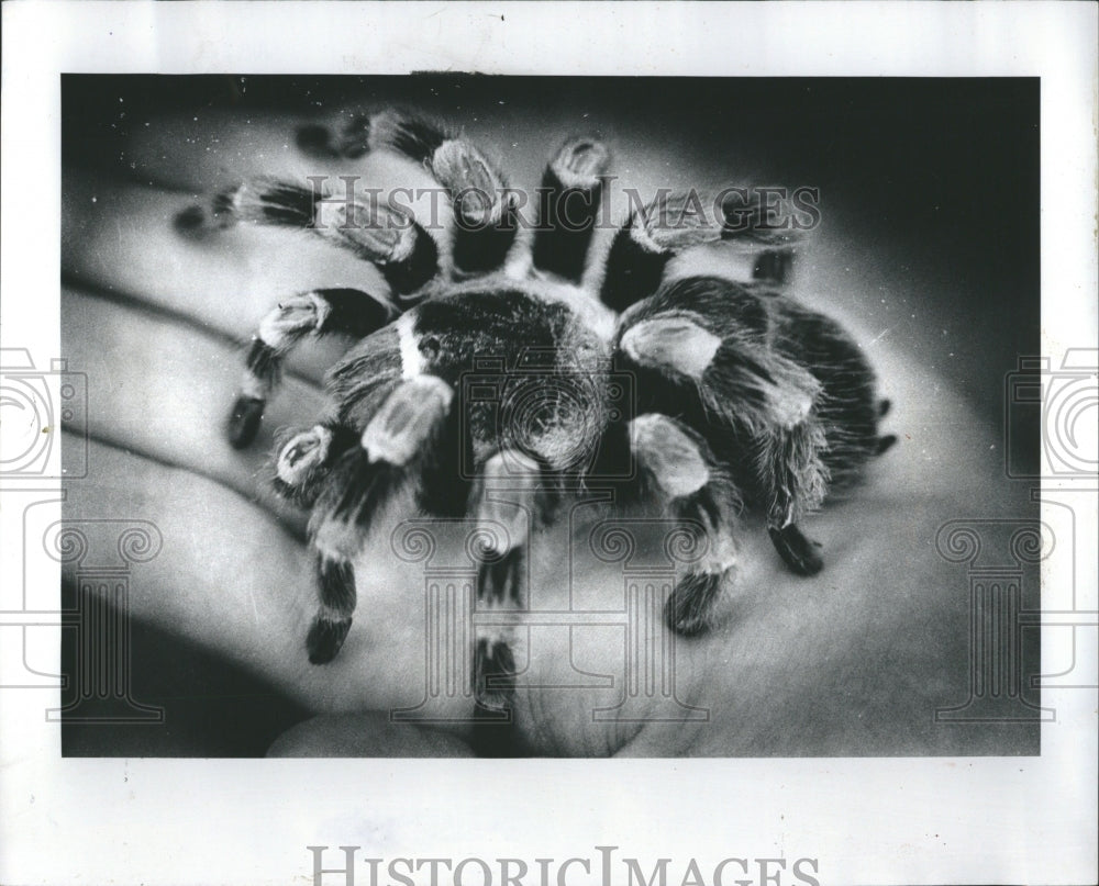 1978 Tarantula Theraphosidae 	Arachnida - Historic Images