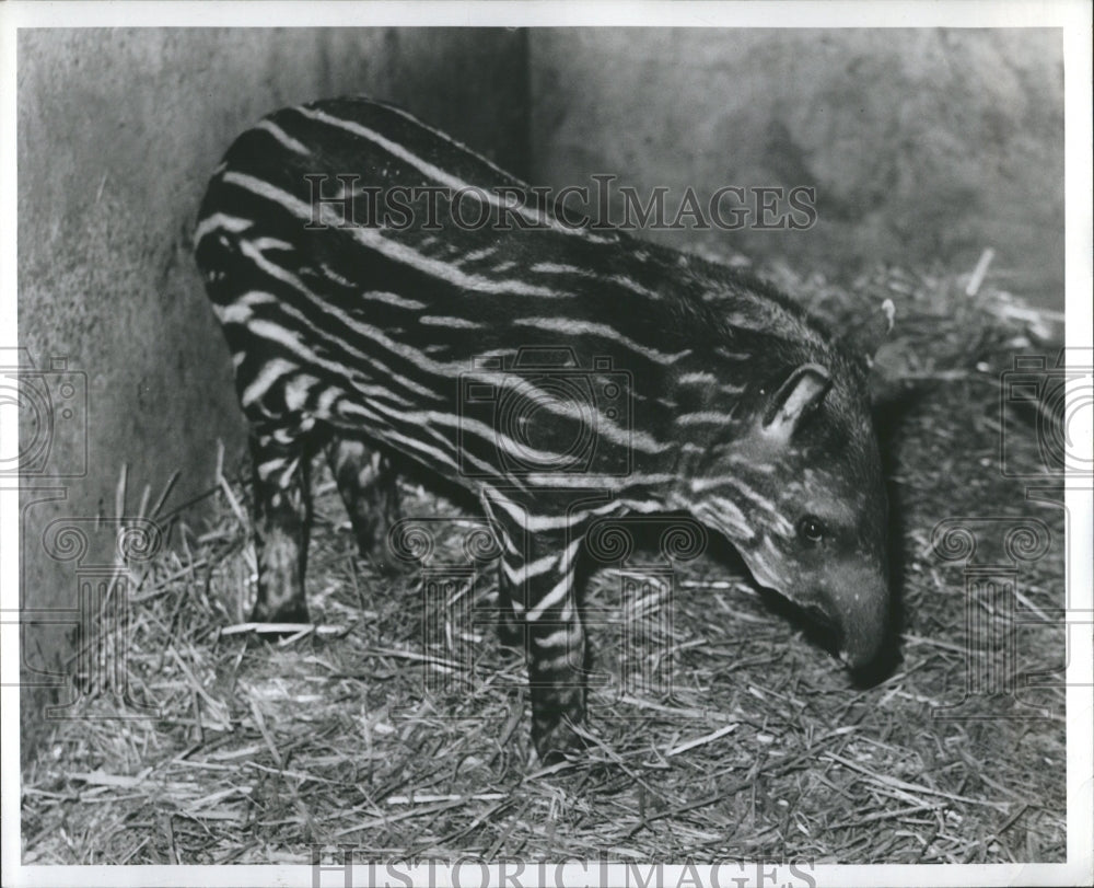 1943 Tapir Bobby Dev Zoo Southeast Asia - Historic Images