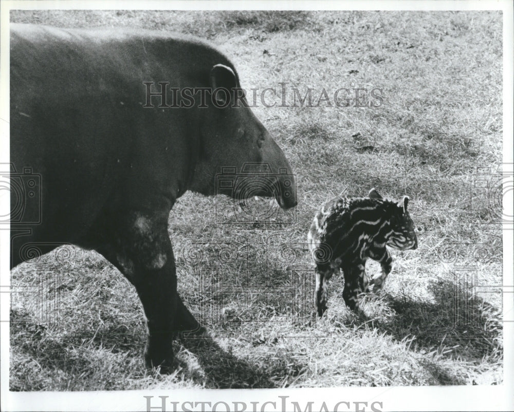 1979 Tarip Dev Zoo Southeast Zoo - Historic Images