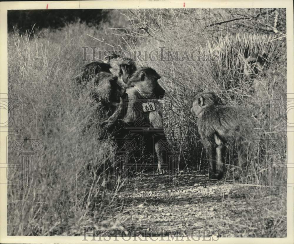 Monkeys at Southwest Foundation for Research and Education Field - Historic Images