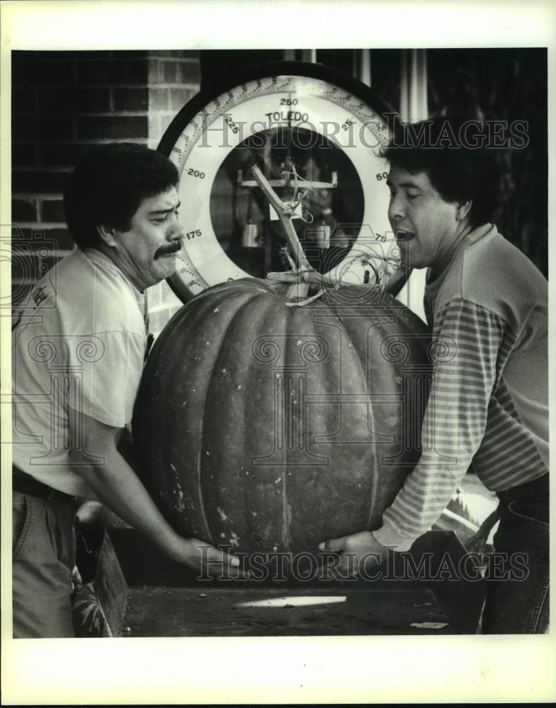 1993 Farm to Market manager weighing huge pumpkin, Texas-Historic Images