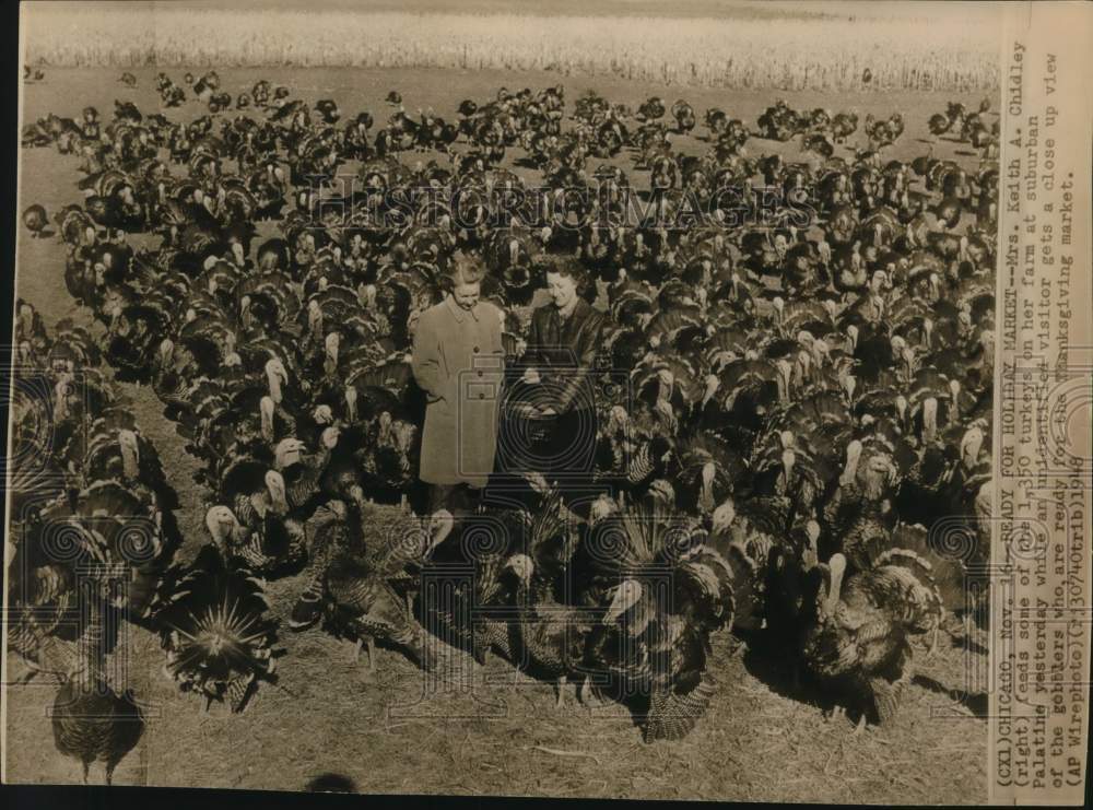 1948 Mrs. Keith Chidley feeds turkeys on her Palatine turkey farm.-Historic Images