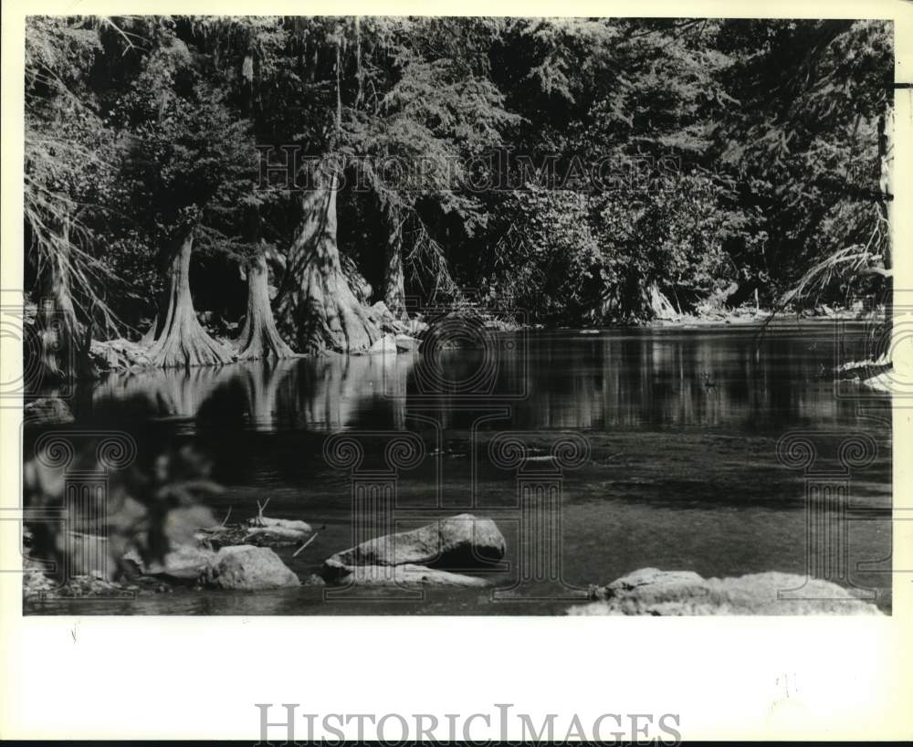 1989 Cypress trees along the Guadalupe River at State Park-Historic Images