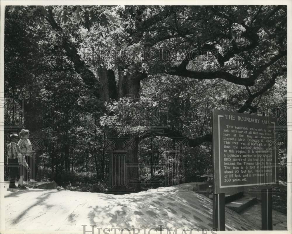 The Boundary Oak of Hodgenville,Kentucky was early settlers landmark-Historic Images