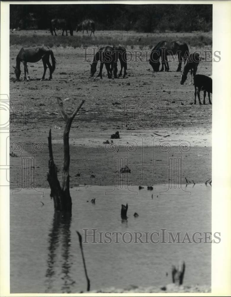 1988 View of Mexico drought in Piedras Negras.-Historic Images