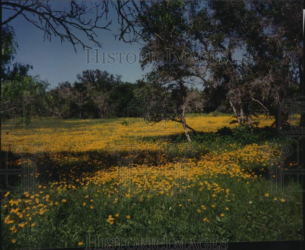 1991 Field of wildflowers in DeWitt County, Texas-Historic Images