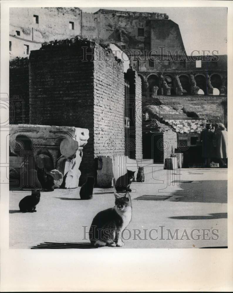 1980 Cats sit along a street in Rome-Historic Images