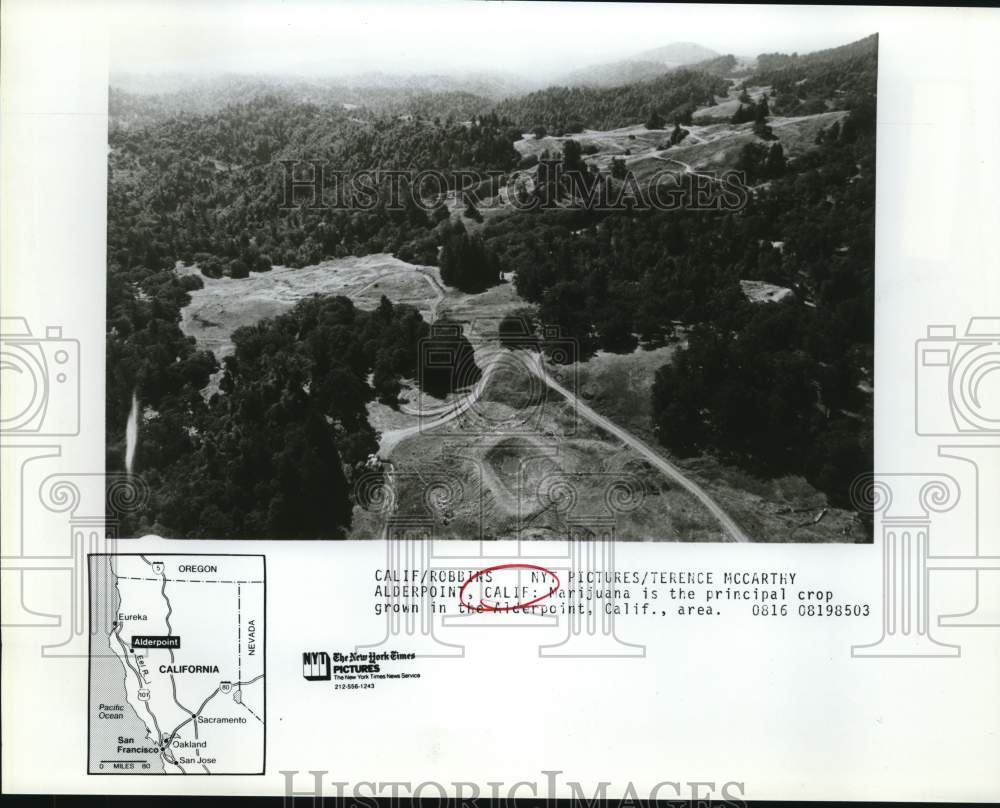 Aerial view of marijuana plantation in Alderpoint, California-Historic Images